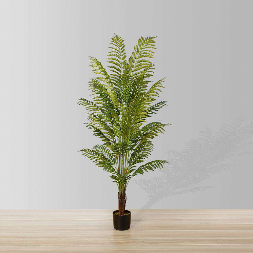 fern tree house plant Potted Fern Tree 5'