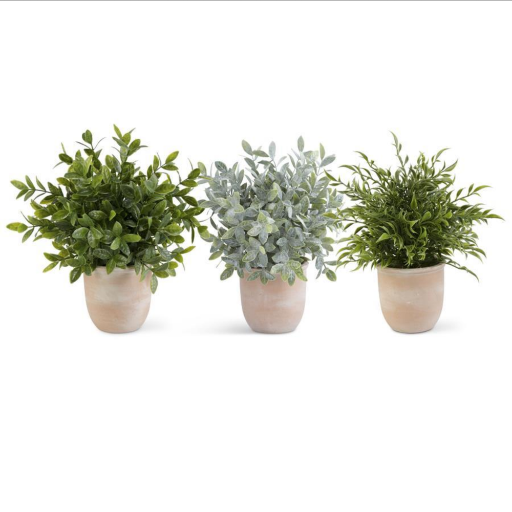 Assorted Herb in Terracotta Pot
