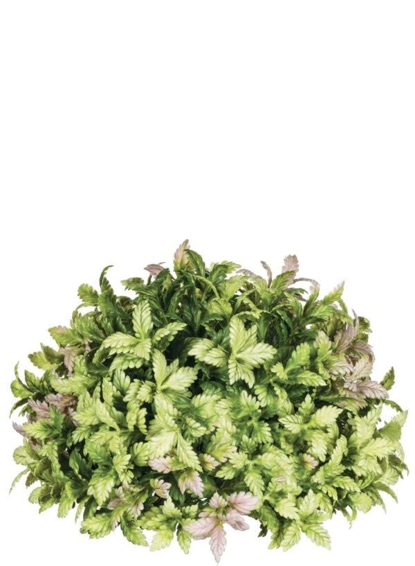 Mini Tea Leaf Half Orb — alternate view 2