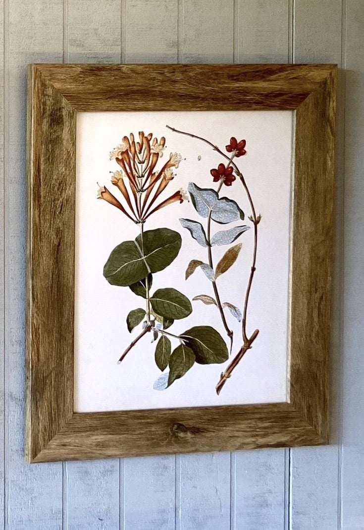 Trumpet Vine Botanical Framed Prints — alternate view 2