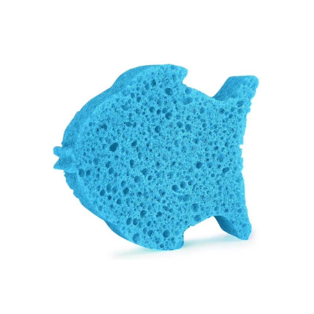 Fish Sponge Animal