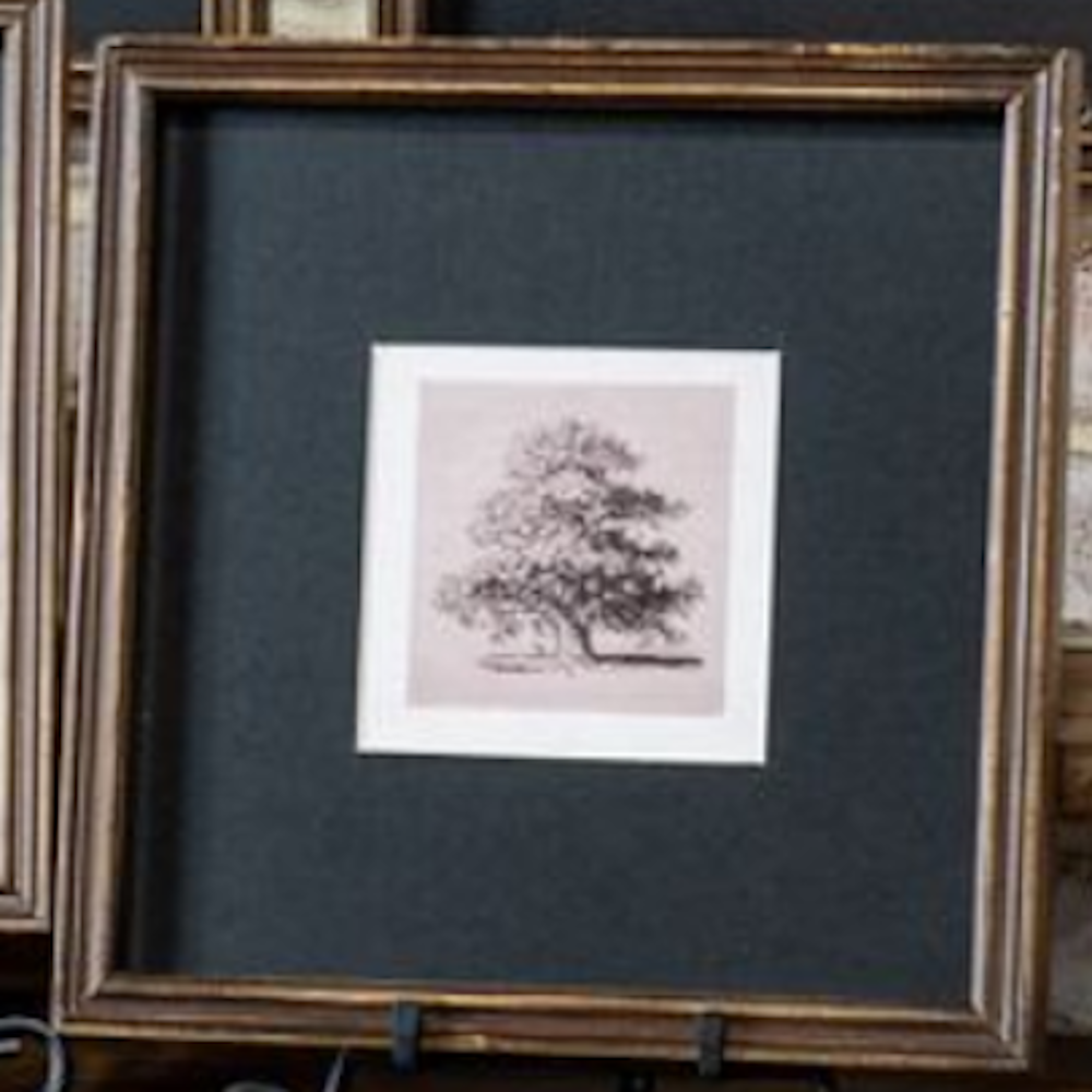 Framed botanical tree sketch in a black mat and wooden frame sitting on a display stand.