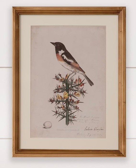 Antique Birds Framed Print