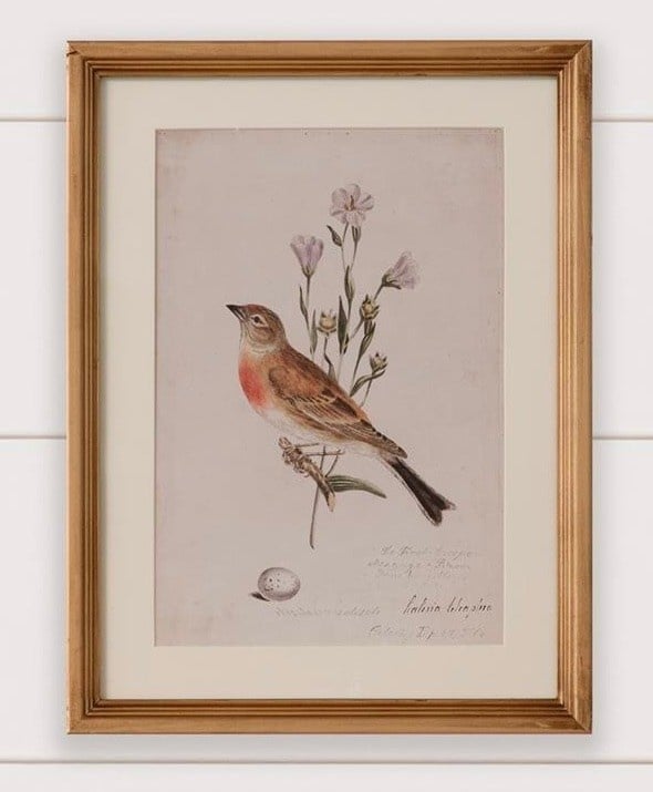 Antique Birds Framed Print (16  x 12) — alternate view 9