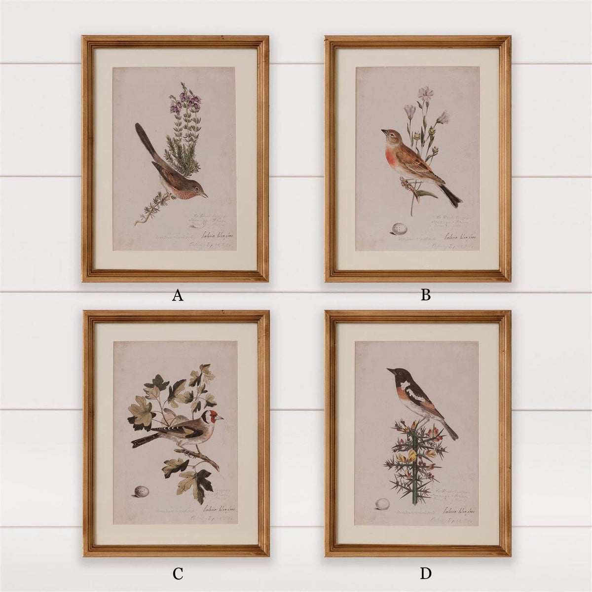 Antique Birds Framed Print (16  x 12) — alternate view 8