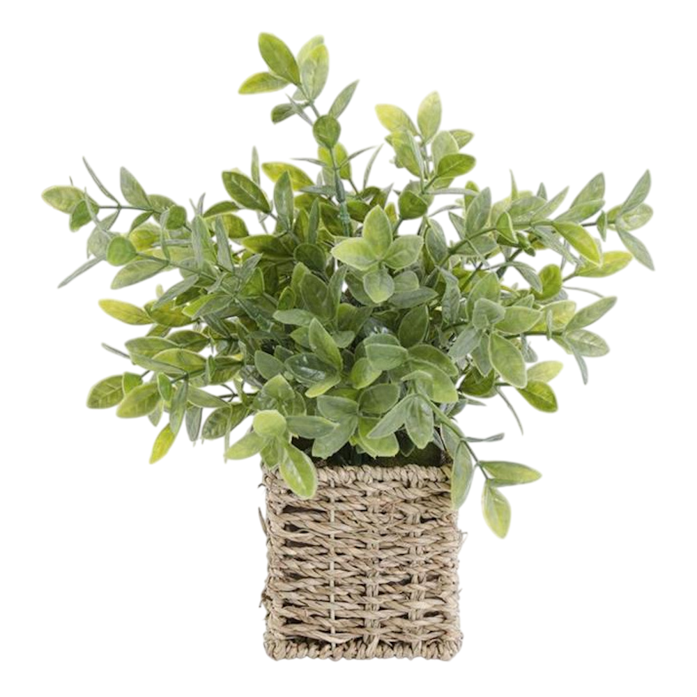 Artificial green herb plant in a square woven seagrass basket on a white background.