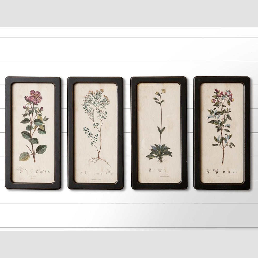 Set of four vintage-style vertical botanical framed prints with black frames on a white shiplap wall.
