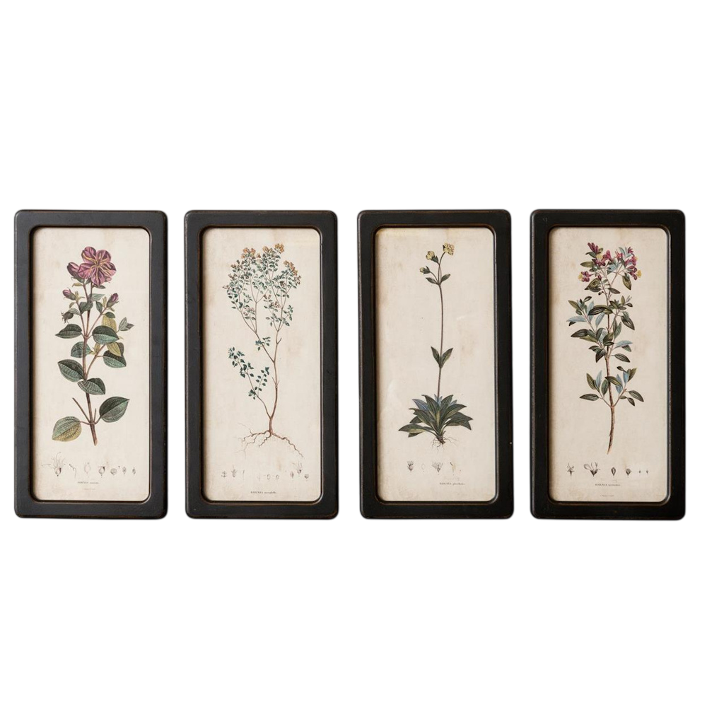 Set of four vintage-style vertical botanical framed prints with black frames on a white shiplap wall.