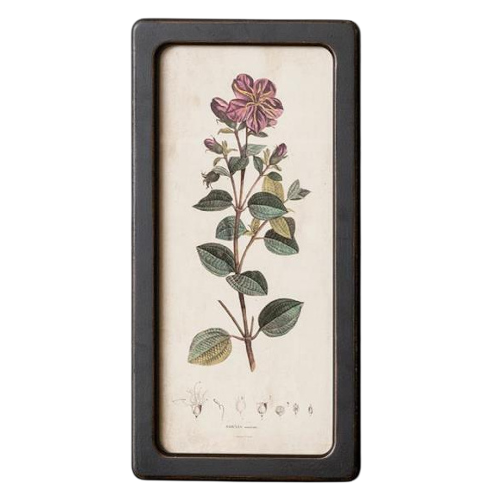 Framed vintage botanical illustration of a purple flower with green leaves on aged paper in a dark wood frame.