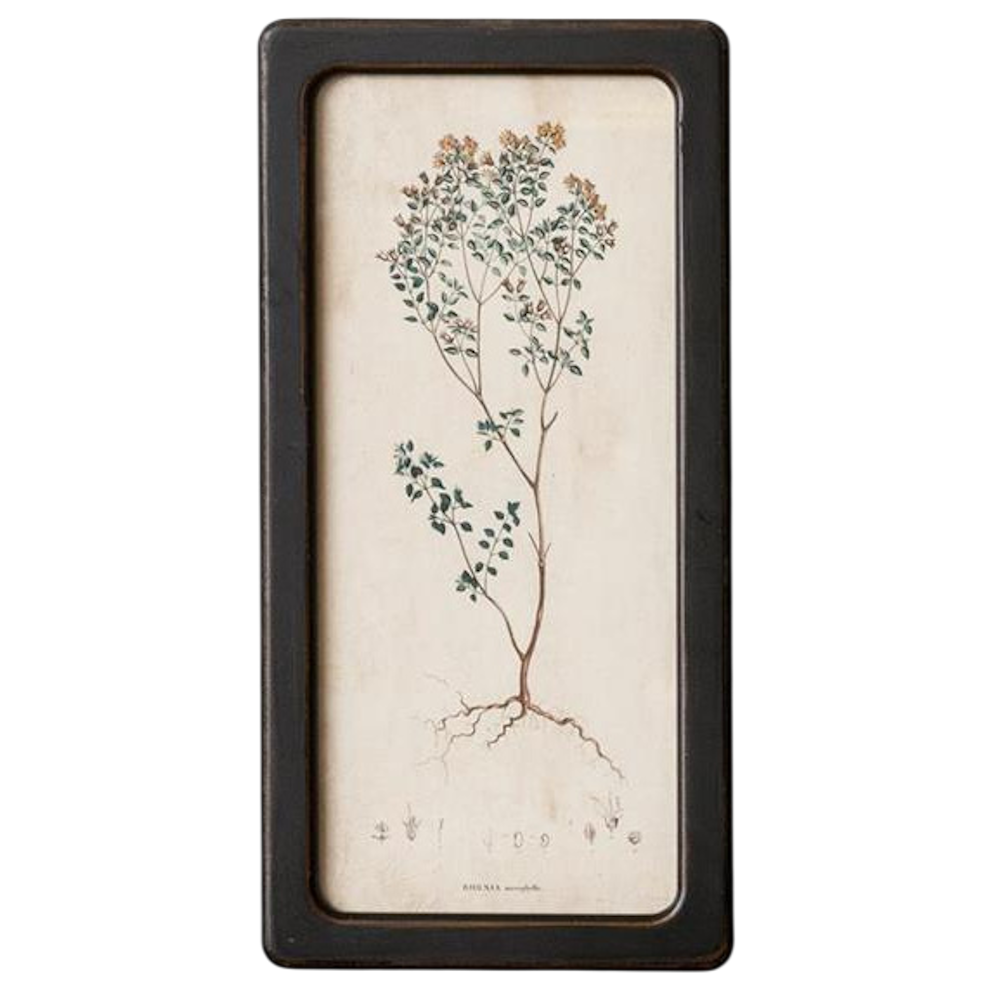 Vintage botanical illustration of a flowering plant with roots in a black wooden frame on a white background.