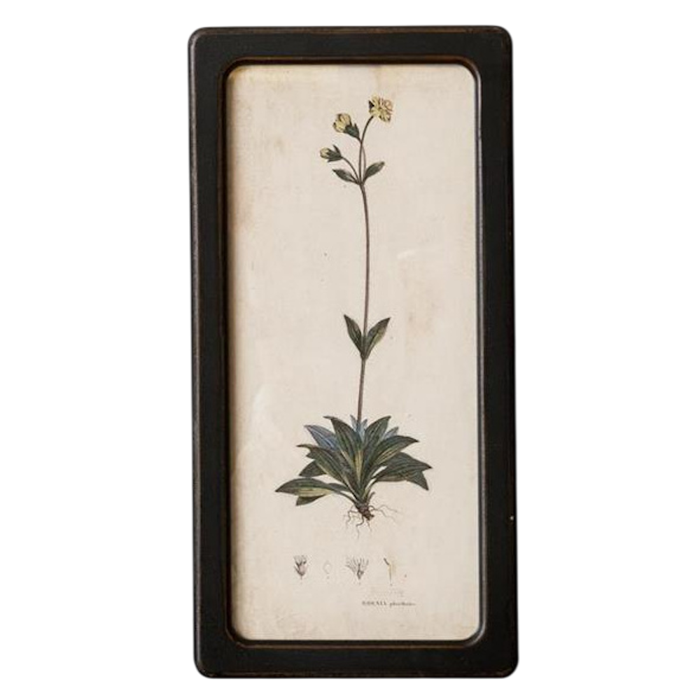 Vintage botanical illustration of a yellow wildflower in a slim black frame.