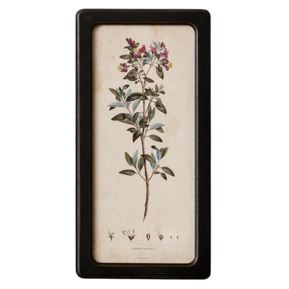 Framed vintage botanical illustration of a flowering Rhexia plant with purple blossoms in a slim black rectangular frame.
