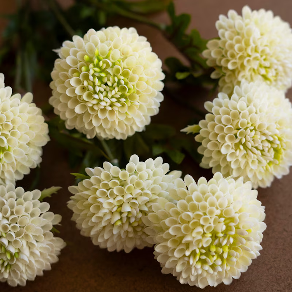 Close-up of white artificial ball dahlias showing detailed layered petals and light green centers.
