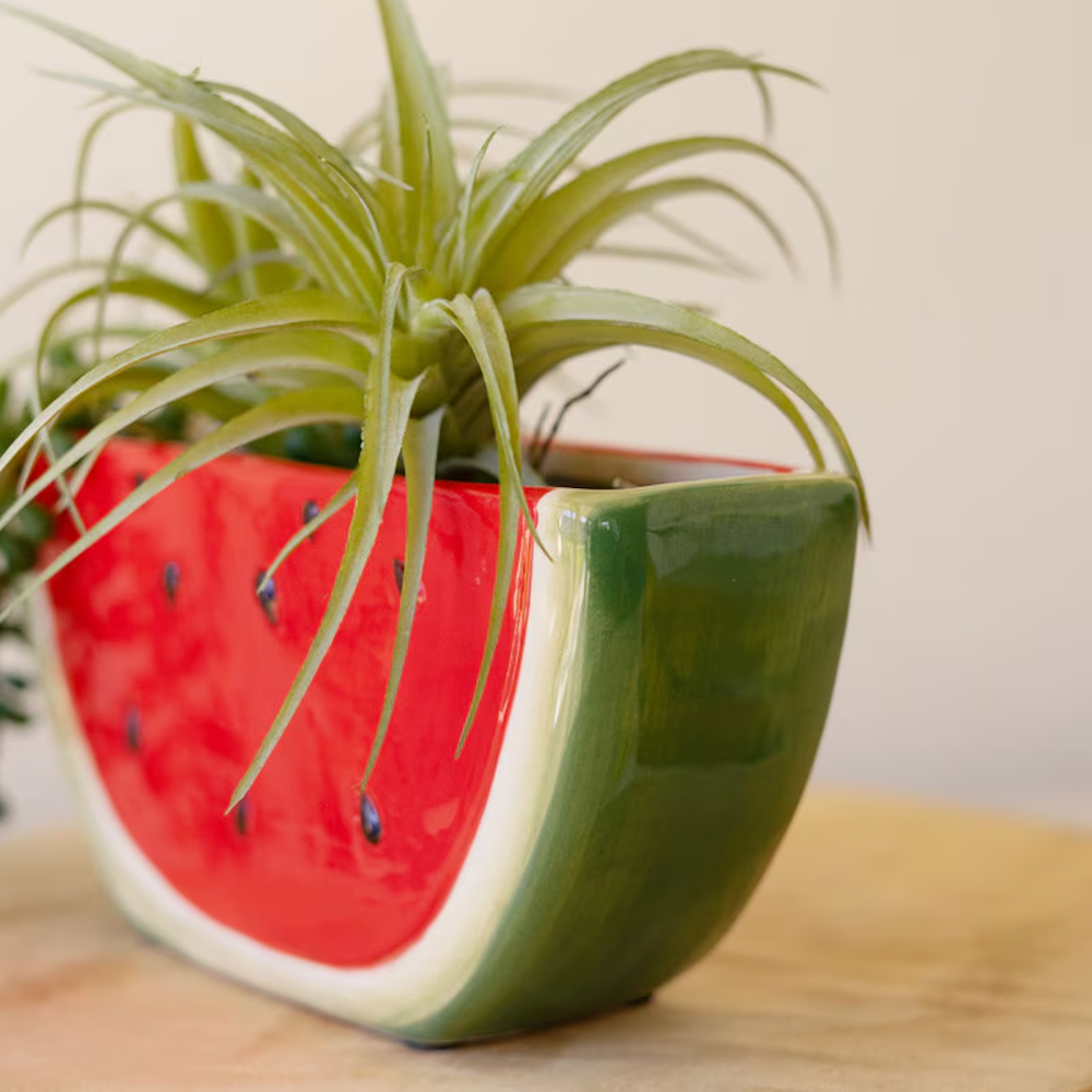 Ceramic watermelon wedge planter with a green air plant on a wooden surface.