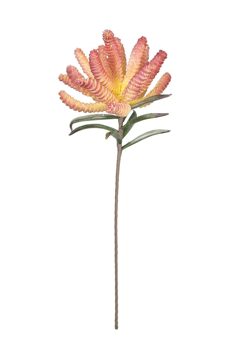 Botanica #3123