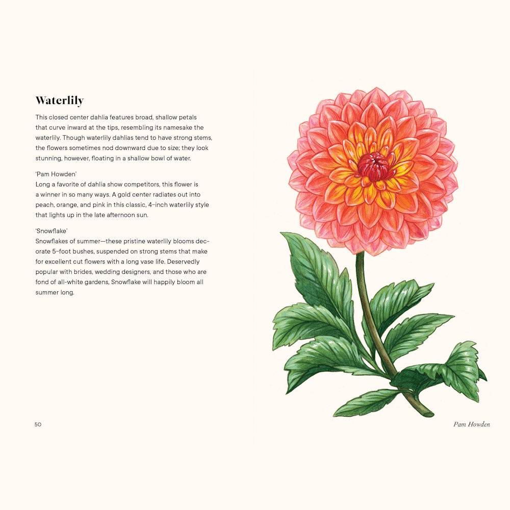 Botanical illustration of a pink and orange Waterlily Dahlia with green leaves on a cream-colored book page.