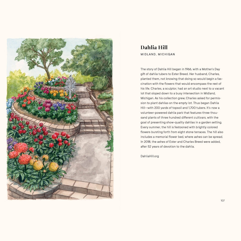 Watercolor illustration of stone terraces filled with colorful blooming dahlias at Dahlia Hill in Midland, Michigan.