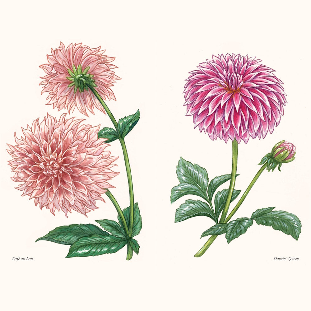 Botanical watercolor illustrations of Café au Lait and Dancin’ Queen dahlia flowers with green leaves on a cream background.