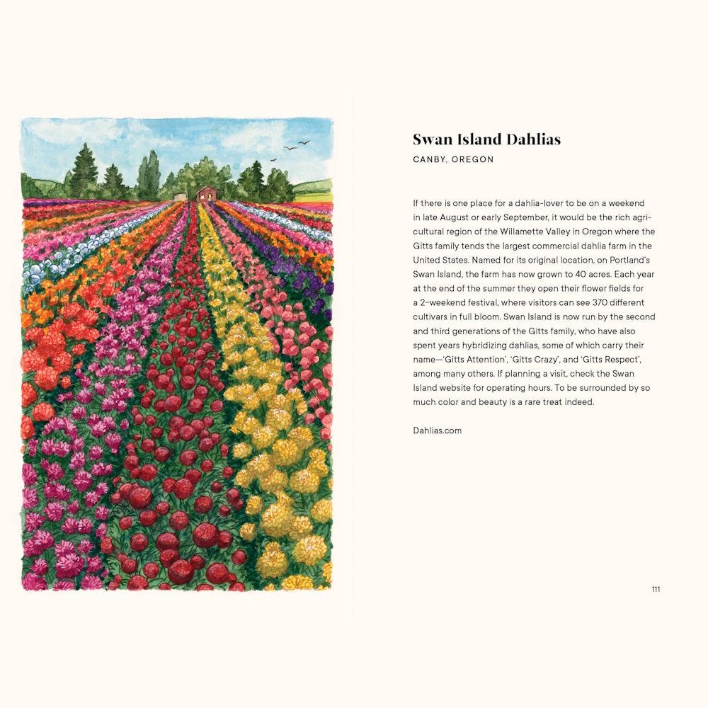 Watercolor illustration of a vibrant dahlia field in rows of pink, orange, and yellow leading to a small red barn.
