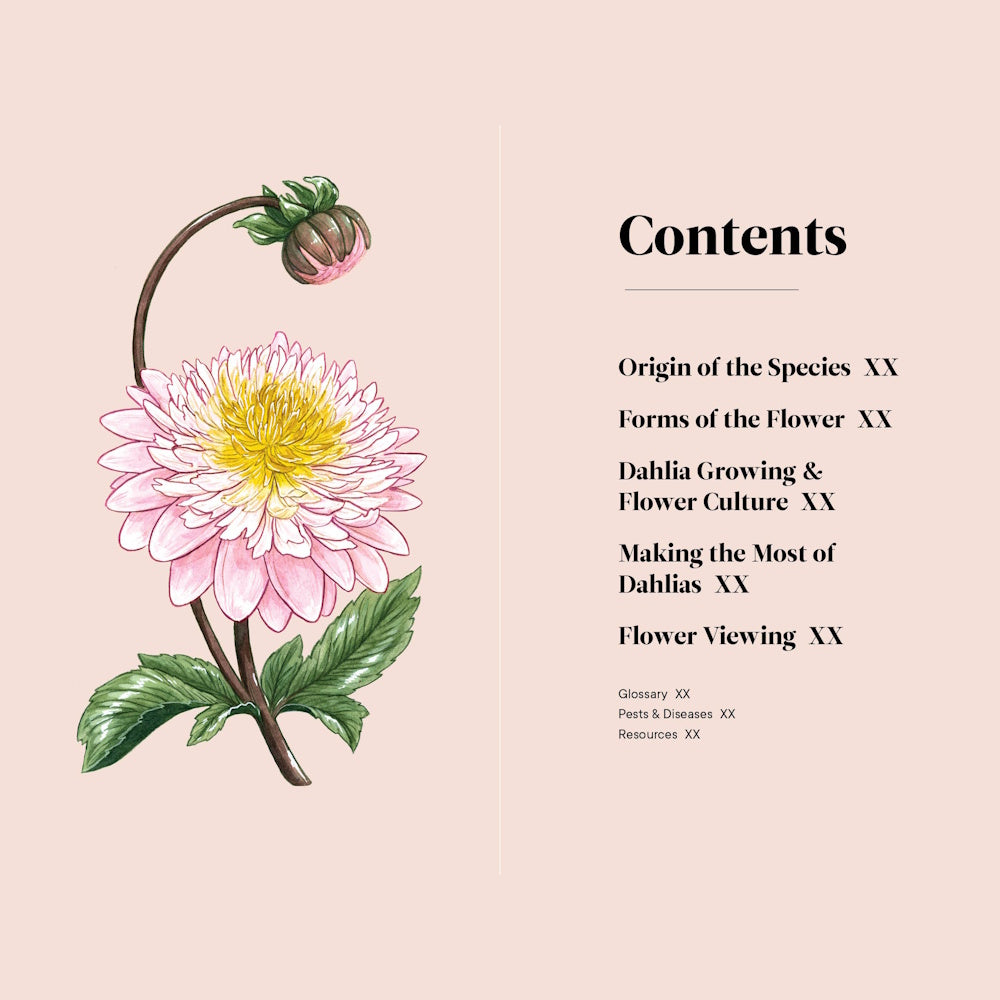 Watercolor dahlia illustration next to a table of contents for "Dahlias: A Little Book of Flowers."
