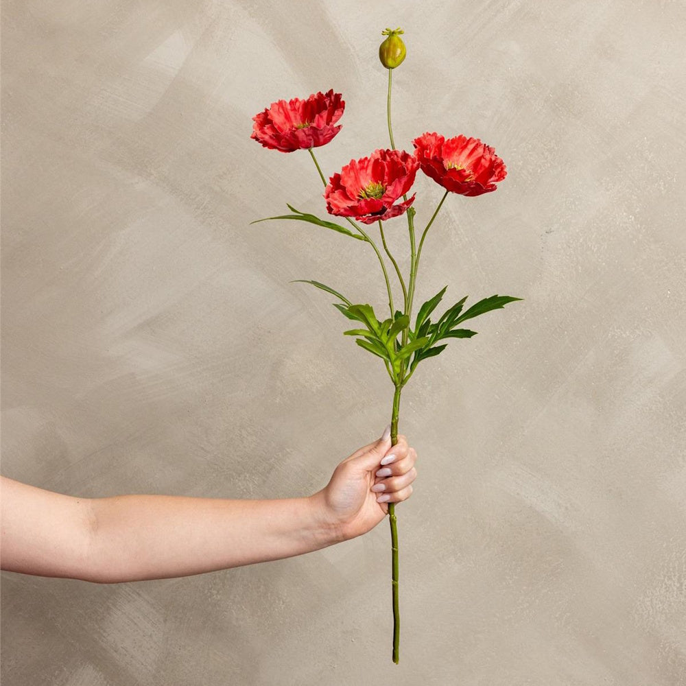 A person's hand holding a long stem of three vibrant red poppies and one green bud against a beige wall.
