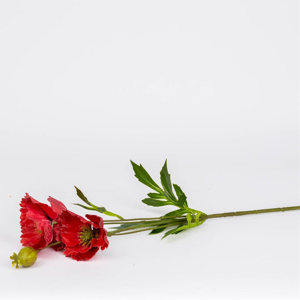 Two red poppy flowers with green stems and leaves lying on a white background.