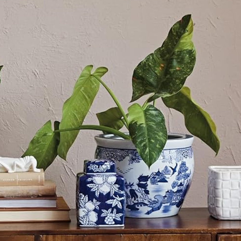 Green houseplant in a blue and white patterned ceramic pot on a wooden table alongside books and jars.
