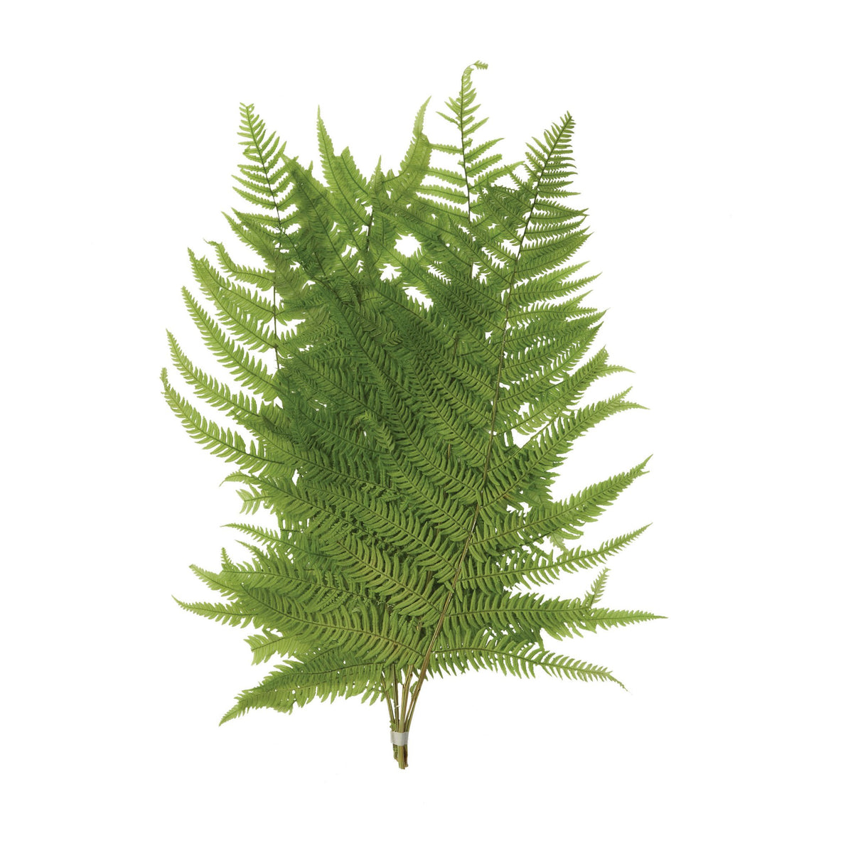 16"H Dried Natural Fern Leaf in Bag, Green — alternate view 3