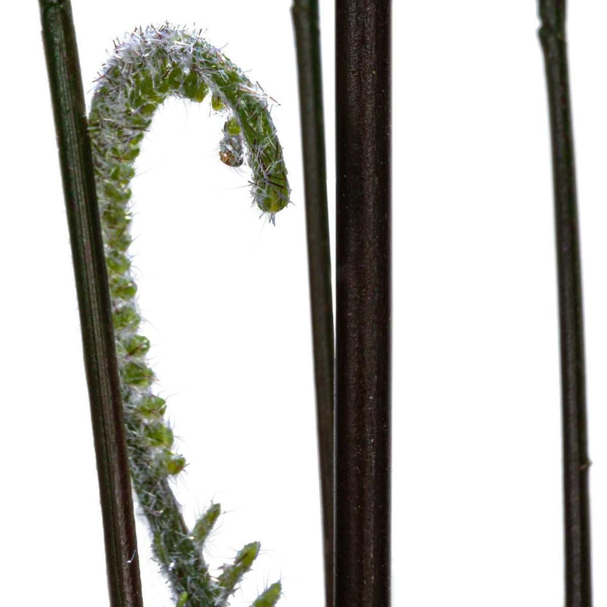 Faux Fern Tree in Plastic Pot — alternate view 5