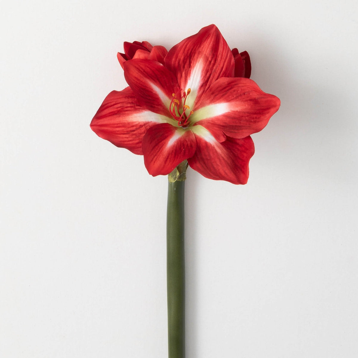 Christmas Amaryllis Stem