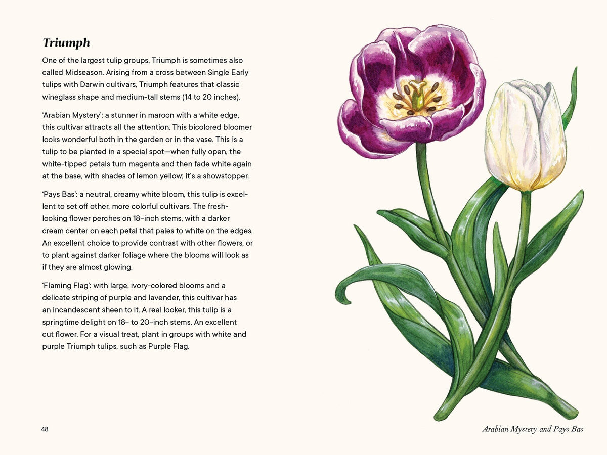 A Little Book of Flowers: Tulips — alternate view 5