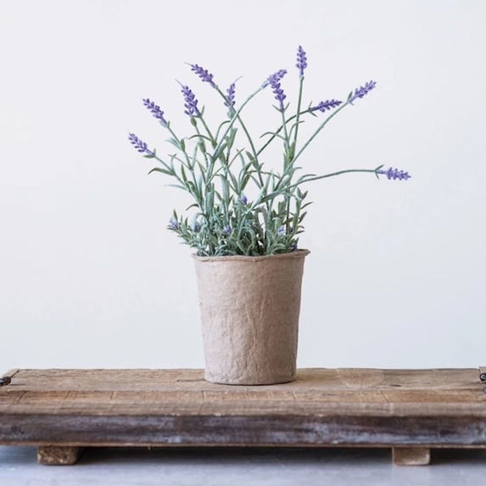 Potted lavender plant in a small paper mache cup, sitting on a rustic wooden tray against a white wall.