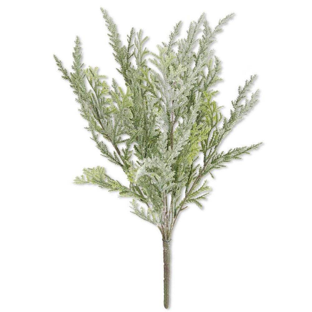 A snow-flocked cedar bush with dense, textured green foliage branching upward from a single stem.