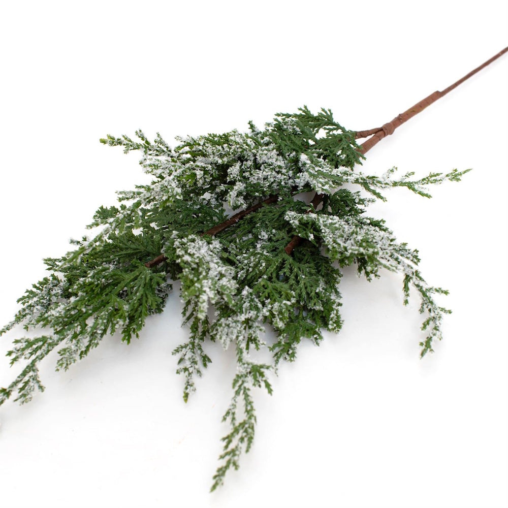 Snow-dusted green pine branch spray against a white background.