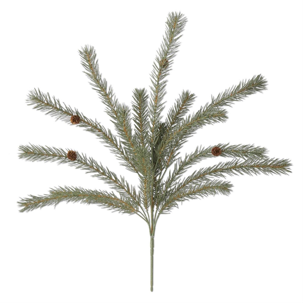 A green pine bush featuring small brown pinecones.