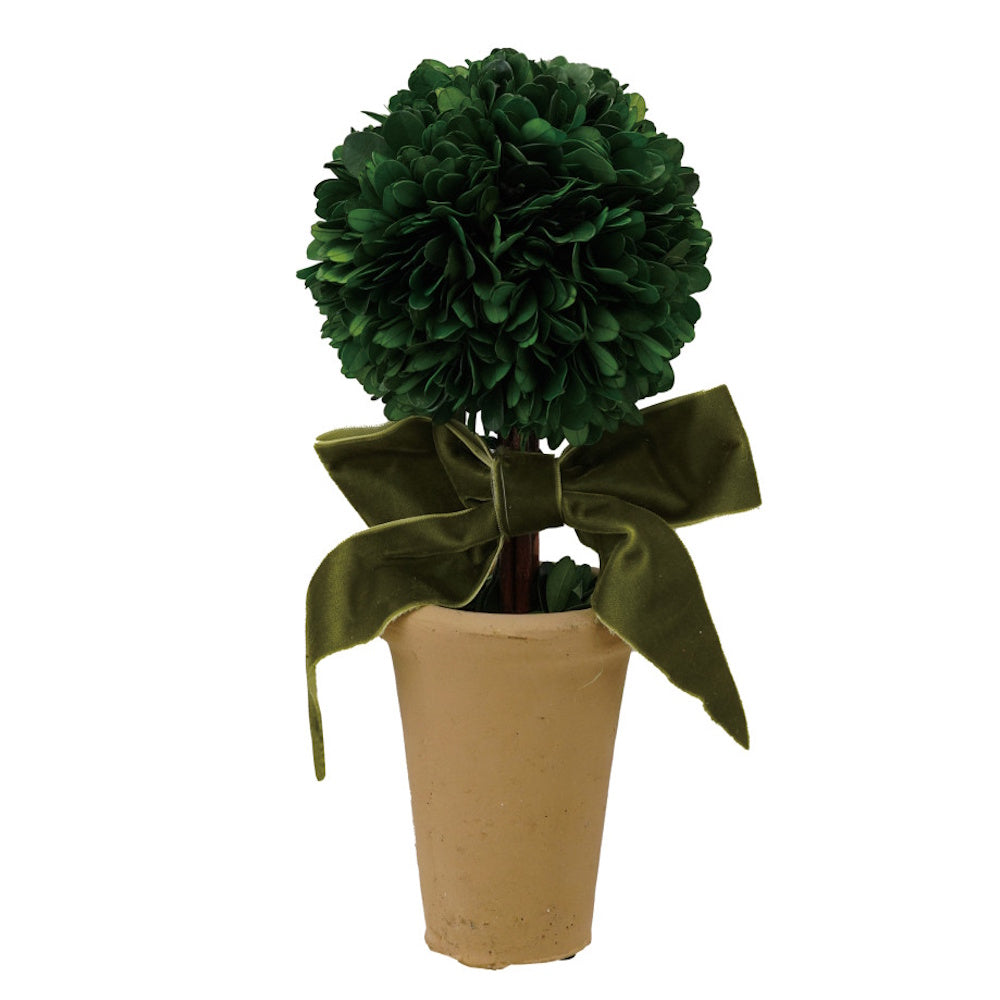 Preserved boxwood topiary ball in a clay pot, tied with a olive green velvet bow.