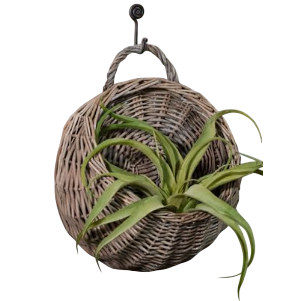 Large round woven willow wall pocket basket with green air plants, hanging on a metal hook.