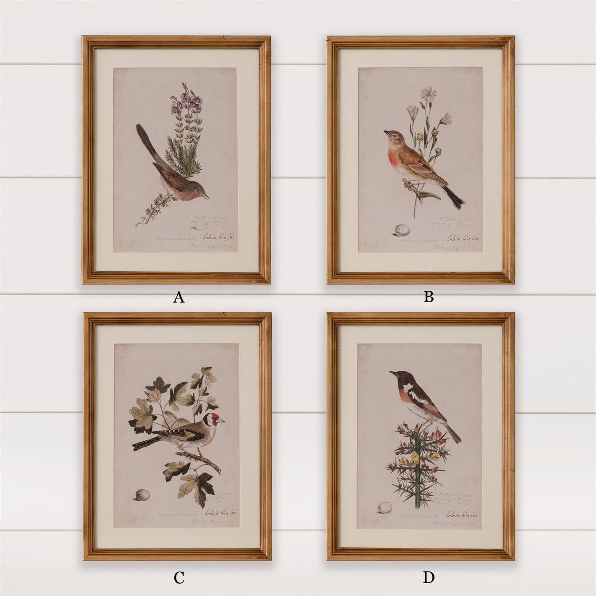 Antique Birds Framed Print (16  x 12) — alternate view 6