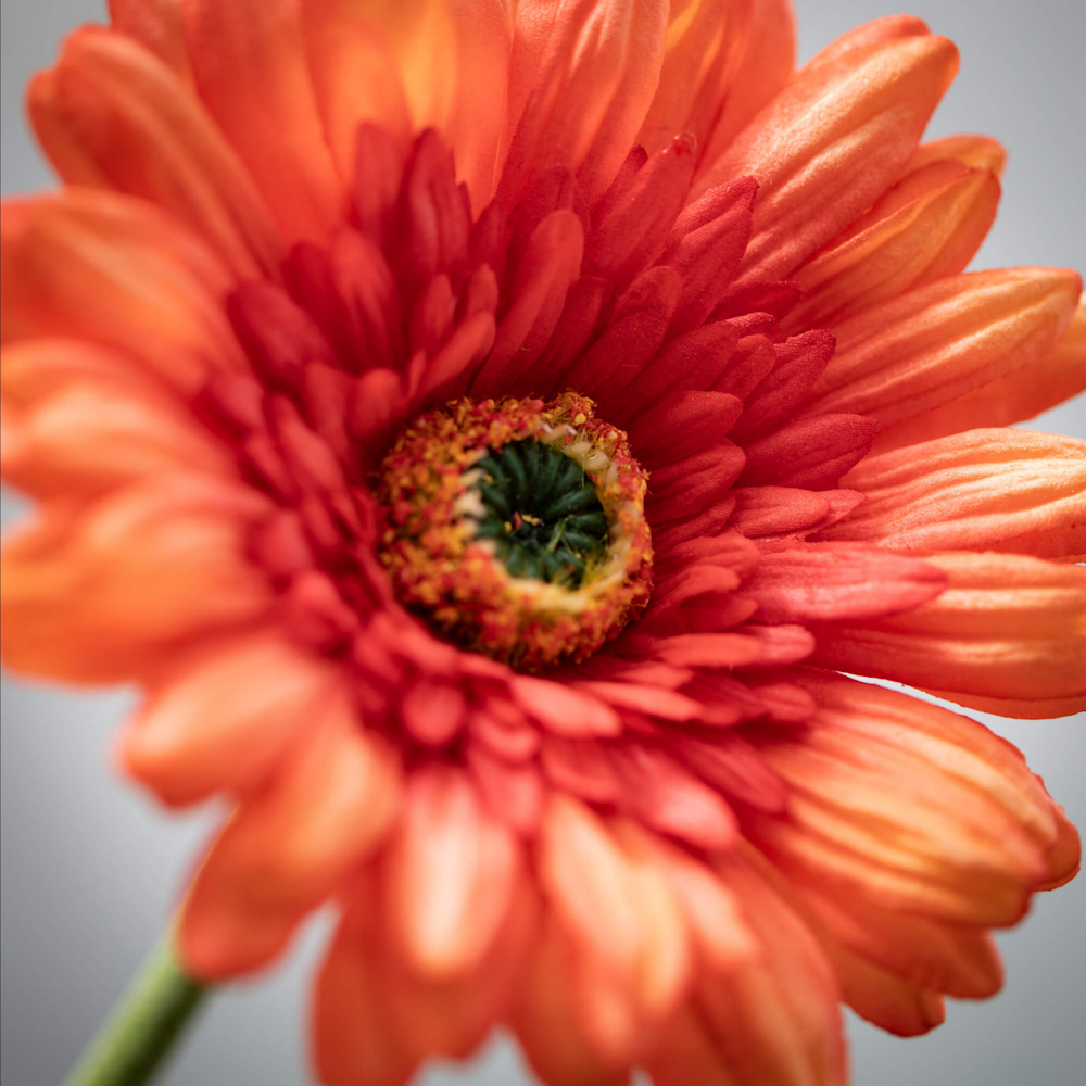 Close-up of a vibrant orange gerbera daisy flower.