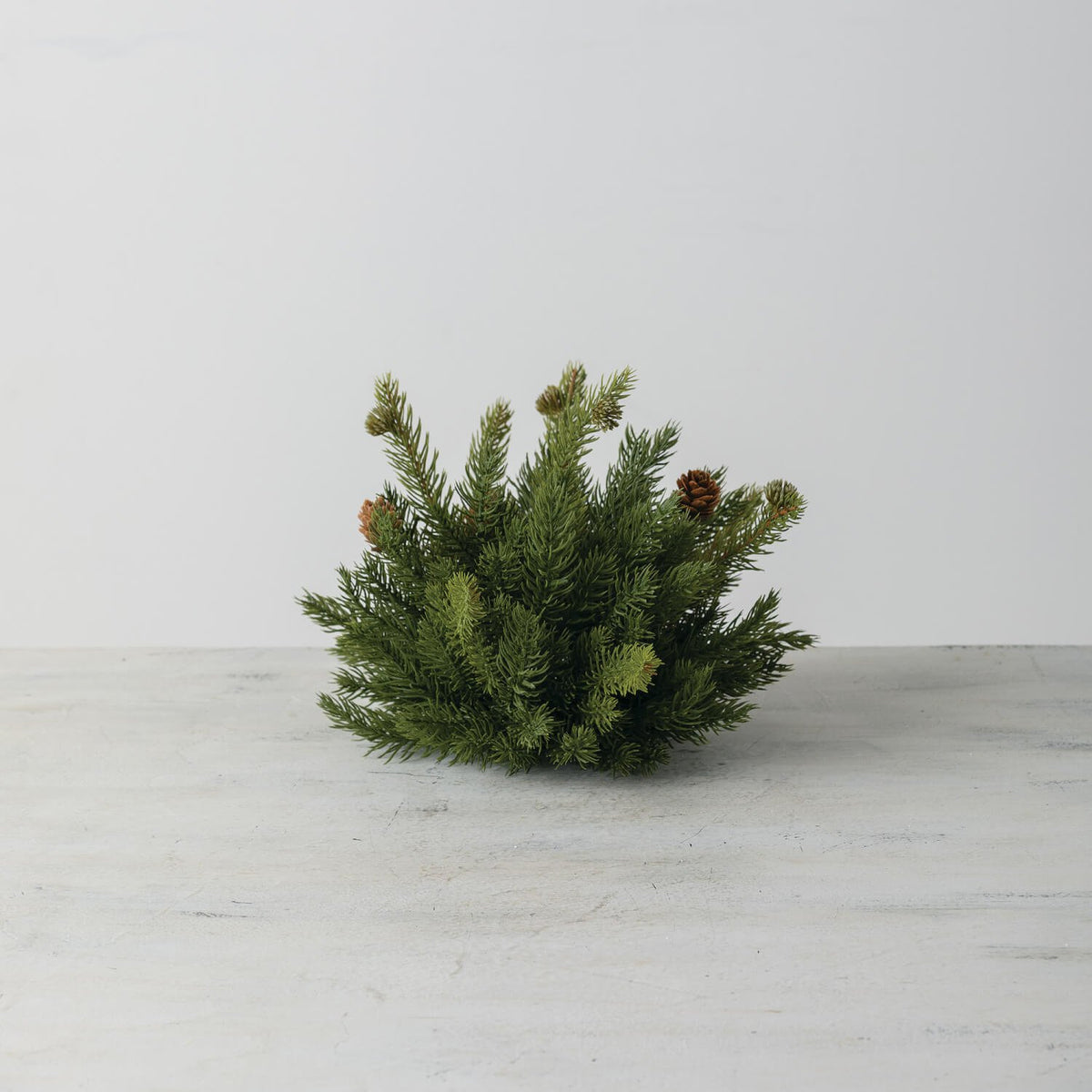 White Spruce Half Orb