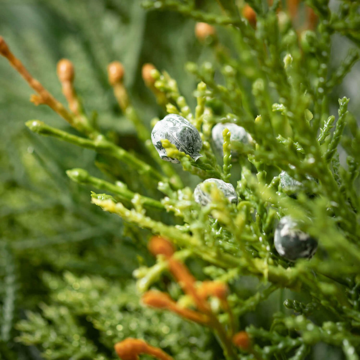 Mixed Pine & Juniper Orb — alternate view 2