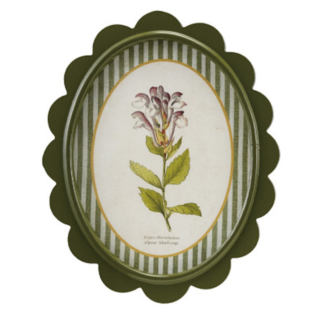 Oval green scalloped wall decor featuring an Alpine Skullcap botanical illustration on a green striped mat background.
