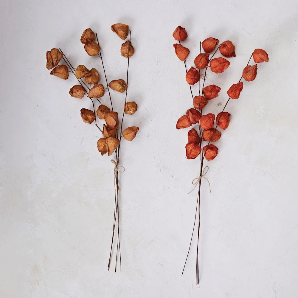 Two tied bunches of dried orange and brown Chinese lantern plant stems on a textured off-white background.