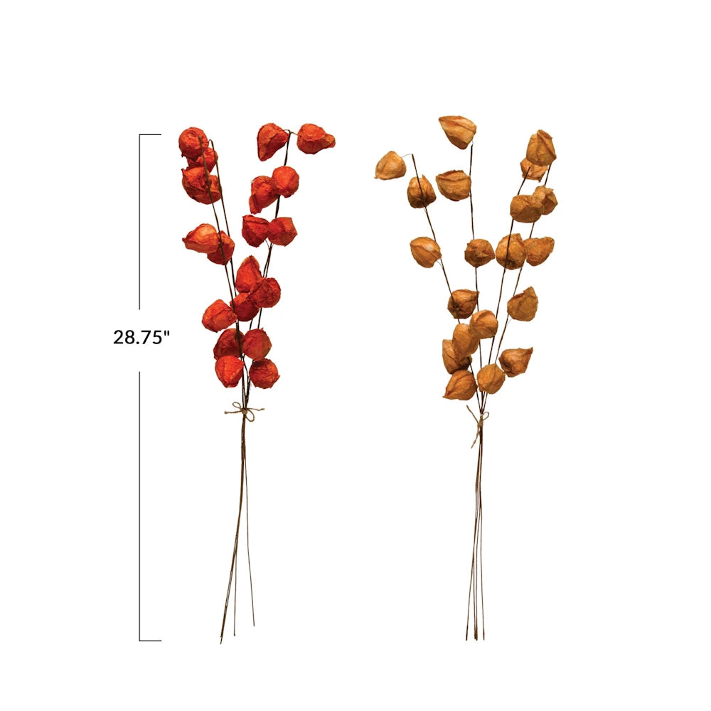 Two bunches of dried orange and tan Chinese lantern pods with a 28.75" height dimension graphic.