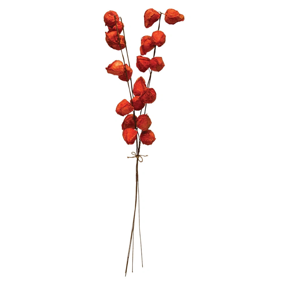 A single tied bunch of dried orange Chinese lantern pods on long stems against a plain white background.