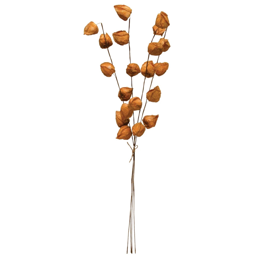 A single tied bunch of dried tan Chinese lantern pods on long stems against a plain white background.