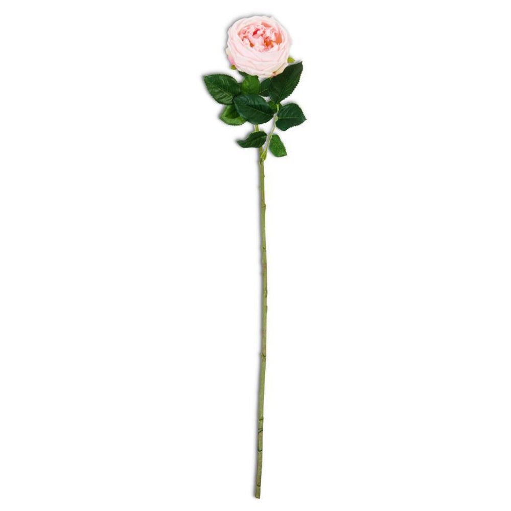 Single pink real touch Austin rose stem with green leaves on a white background.