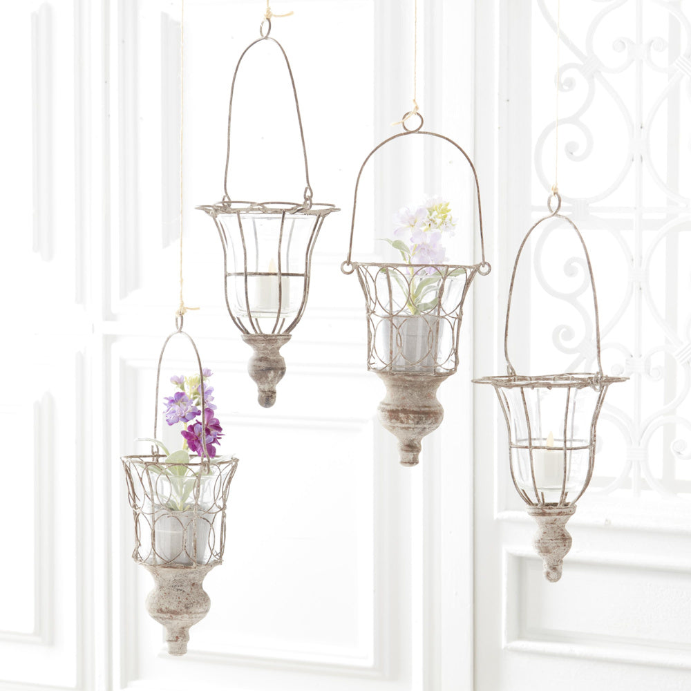 Potted Delphiniums — alternate view 2