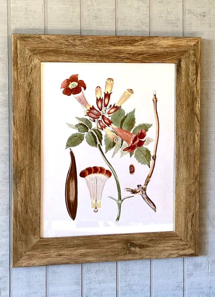 Trumpet Vine Botanical Framed Prints