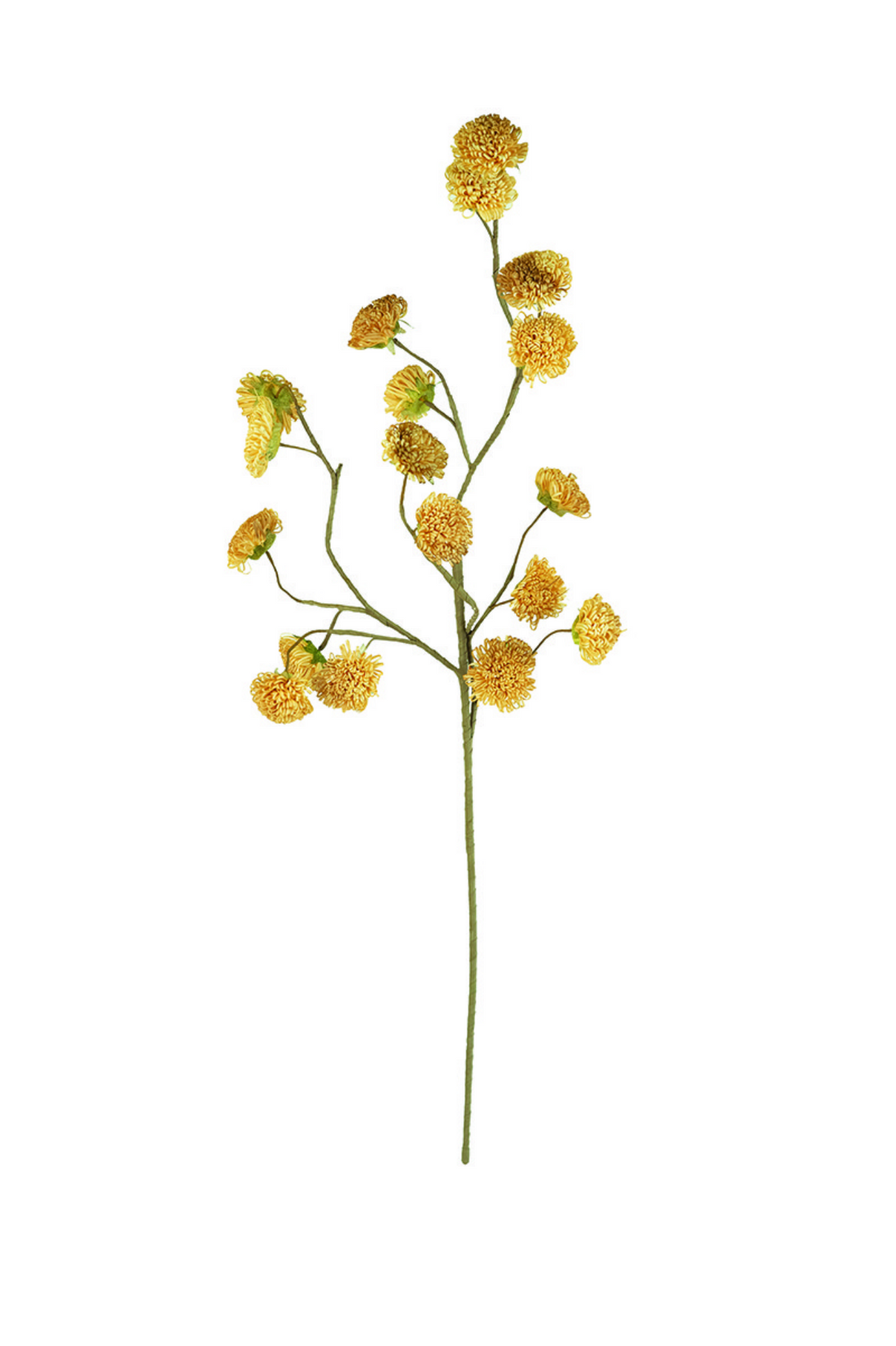 Botanica #3244